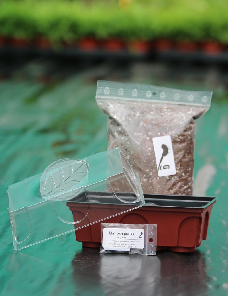 Kit semis Mimosa pudica - découverte - Plante carnivore