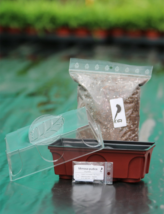 Kit semis Mimosa pudica - découverte - Plante carnivore