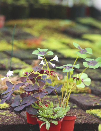 Pack réunissant 3 oxalis