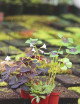 Pack réunissant 3 oxalis