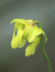 Plante carnivore Sarracenia oreophila 'Sand Mountain'