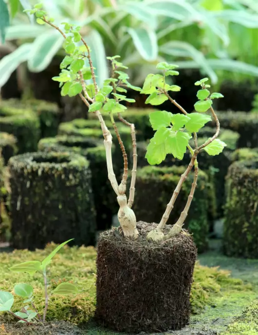 Kit - Plectranthus ernestii in tree fern for terrarium Kit - Plectranthus ernestii in tree fern for terrarium