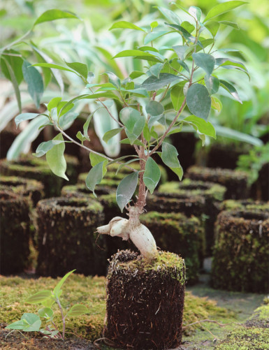 Ficus microcarpa ginseng racinÃ© en xaxim