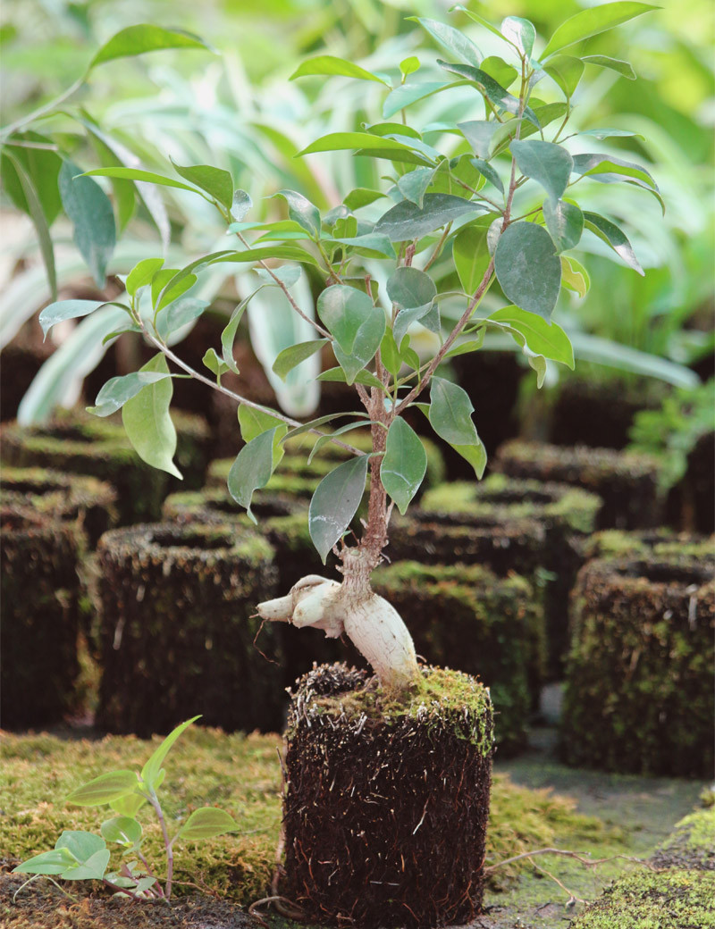 Kit - Ficus microcarpa ginseng en xaxim pour terrarium