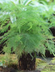 Kit - Asparagus plumosus nanus en xaxim pour terrarium