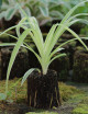 Plantes terrariums Kit - Chlorophytum Pacific en xaxim