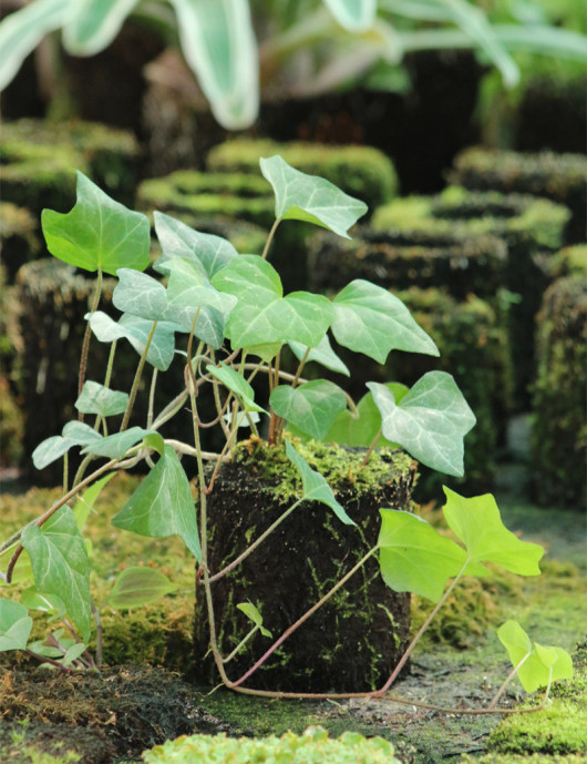 Kit - Lierre Hedera helix en xaxim pour terrarium