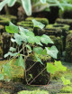 Kit - Lierre Hedera helix en xaxim pour terrarium