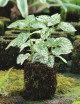 Kit - Hypoestes 'white' in xaxim for terrarium