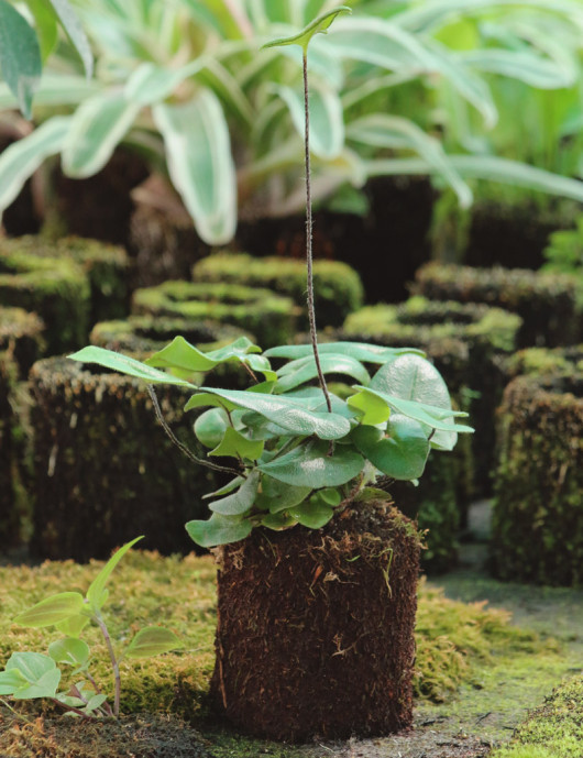 Plantes terrariums Kit - Hemionitis arifolia en xaxim Plantes terrariums Kit - Hemionitis arifolia en xaxim