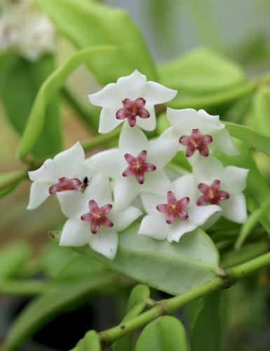 Fleur de porcelaine Hoya bella