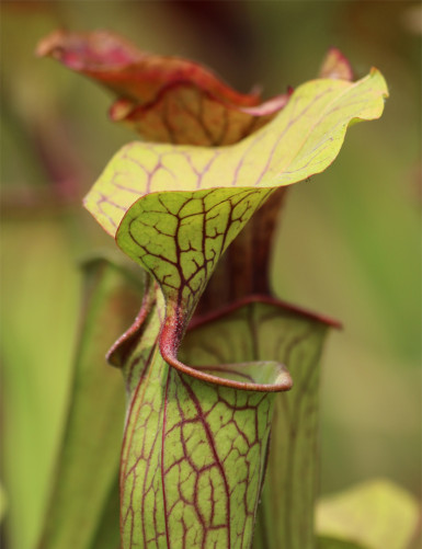 Plante carnivore Sarracenia oreophila 'Sand Mountain'