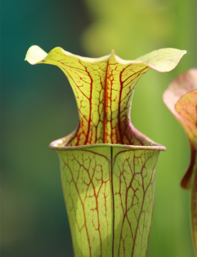 Plante carnivore Sarracenia oreophila 'Sand Mountain'
