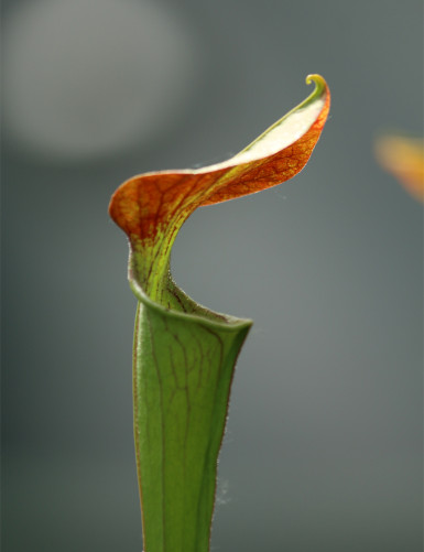 Plante carnivore Sarracenia alata red throat x oreophila