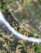 Drosera seedling kit - discovery - Carnivorous plant