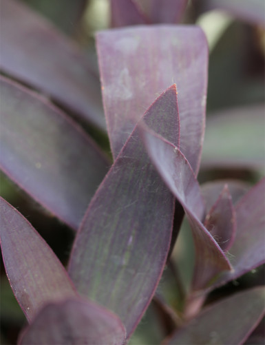Plantes terrariums Tradescantia purpurea