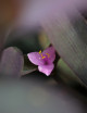 Plantes terrariums Tradescantia purpurea