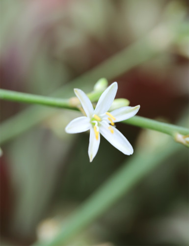 Plantes terrariums Chlorophytum comosum - Vert uni