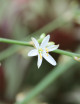 Plantes terrariums Chlorophytum comosum - Vert uni