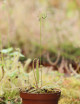 Drosera adelae plante carnivore