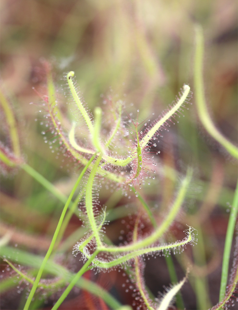 10 Graines De Drosera Ensis - Plante Carnivore Rare - Facile à Cultiver En Intérieur Ou Extérieur
