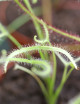 Drosera binata ghost plante carnivore