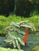 Elatostema repens en pot vendu sur Karnivores.com