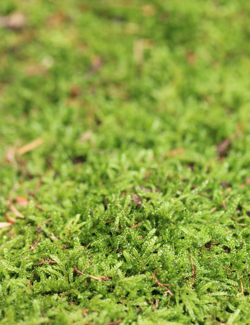 Mousse verte naturelle de forêt / roche - Terrarium et Kokedama