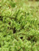 Mousse verte naturelle lycopodium - Plaque épaisse 4-6cm