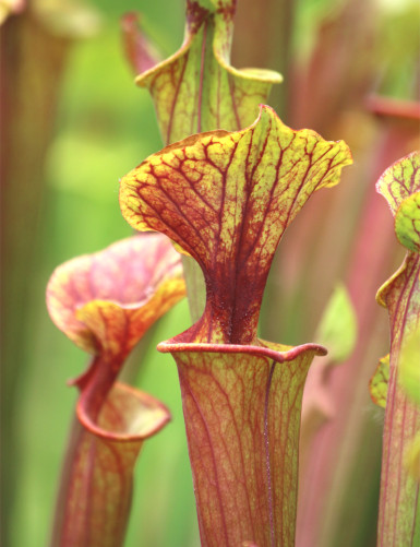 Plante carnivore Sarracenia x excellens "red top"