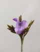 Tillandsia reichenbachii - 5 à 8 cm fille de l'air