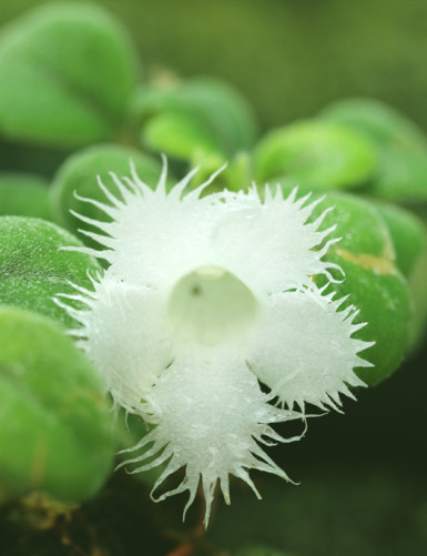 Plantes terrariums Episcia (Alsobia) dianthiflora