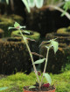 Plantes terrariums Callisia gentlei var Elegans