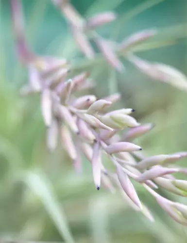 Tillandsia straminea fille de l'air