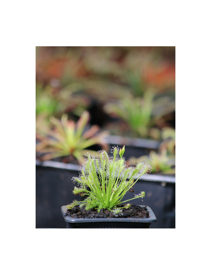 Drosera intermedia all green plante carnivore