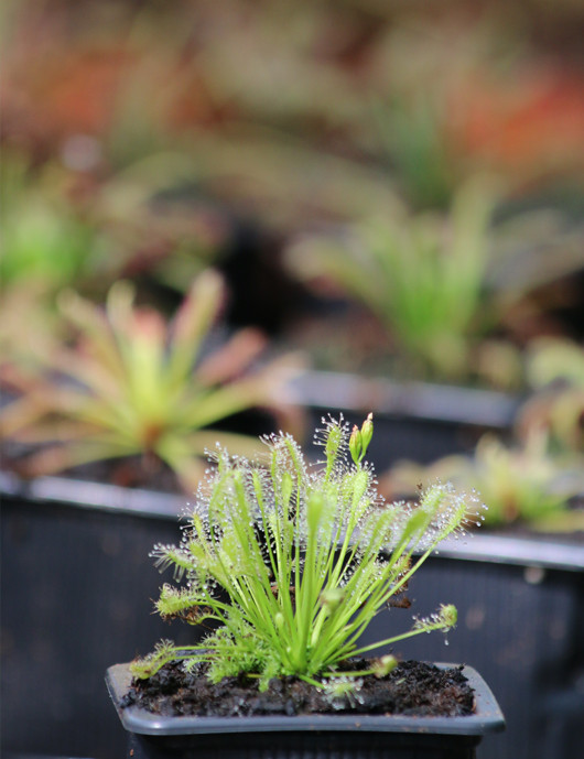 Drosera intermedia all green carnivorous plant