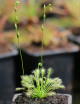 Drosera intermedia all green plante carnivore