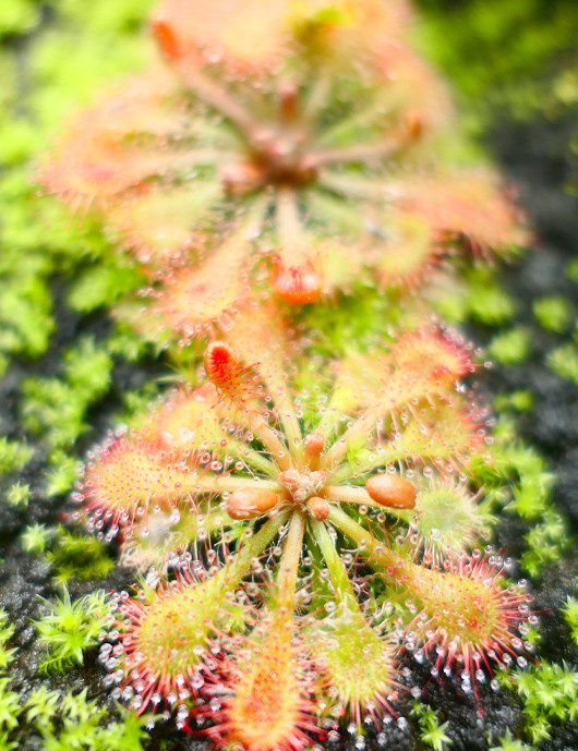 Drosera tokaïensis plante carnivore