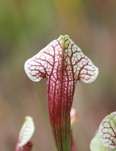 Plante carnivore Sarracenia hybride EVA