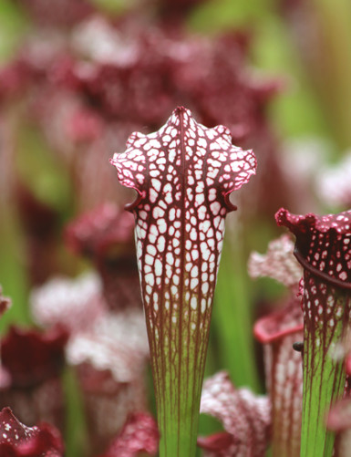 Plante carnivore Sarracenia leucophylla 'hybride'