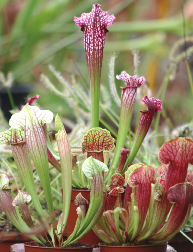 Plante carnivore 3 Sarracenias hybrides