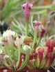Plante carnivore 3 Sarracenias hybrides
