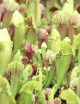 Plante carnivore 3 Sarracenias hybrides