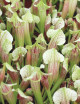 Plante carnivore 3 Sarracenias hybrides