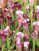 Plante carnivore 3 Sarracenias hybrides