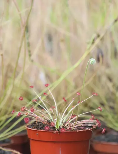 Drosera paradoxa carnivorous plant