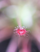 Drosera paradoxa plante carnivore