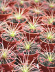 Drosera paradoxa plante carnivore