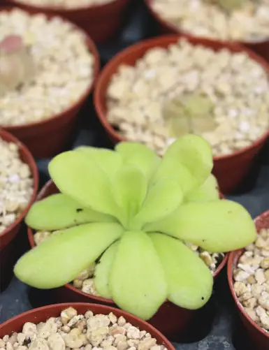 Plante carnivore Pinguicula agnata