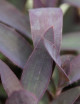 Plantes terrariums Tradescantia pallida - À repiquer -